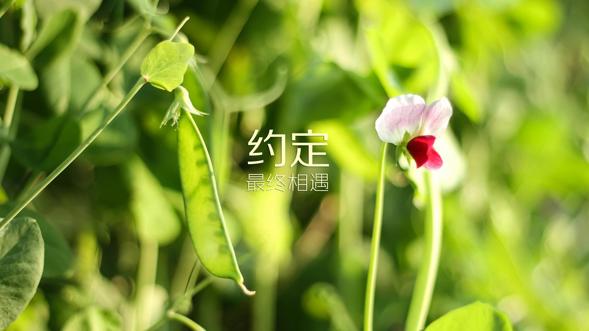 KAIYUN 中国大陆-葡萄牙体育与竞争对手积分榜激烈争夺，葡萄牙体育首发
