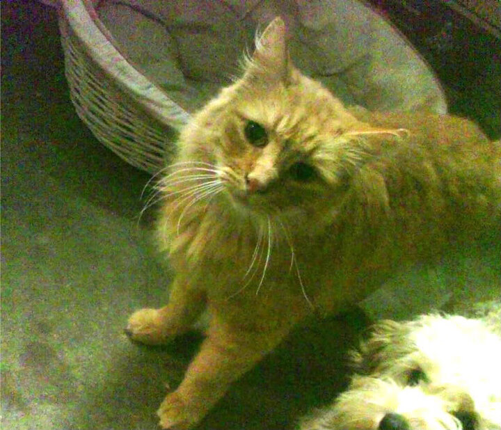 中国三人篮球男队展现拼搏精神 持续提升战力,中国队三人篮球队员