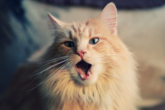 体坛反腐 知名教练涉嫌操控成绩被查,体坛教练系统