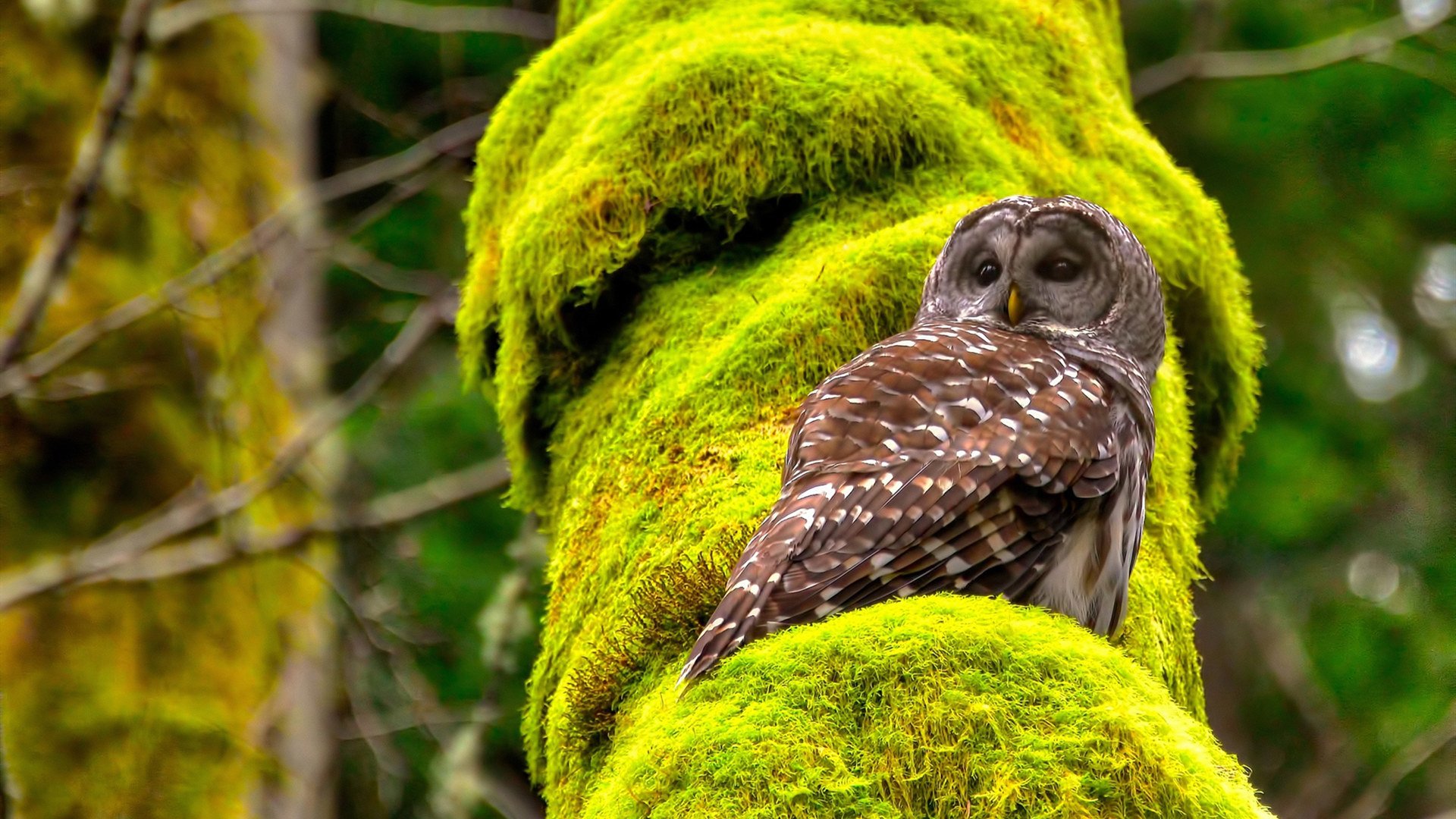 开云官方网站-佛罗伦萨传控打法构建多样进攻路径，佛罗伦萨传奇球星