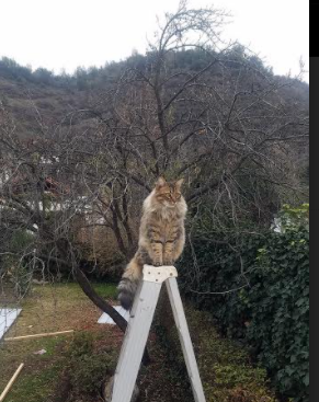 深圳领航队积极开展社区篮球活动扩大影响力,社区篮球赛活动