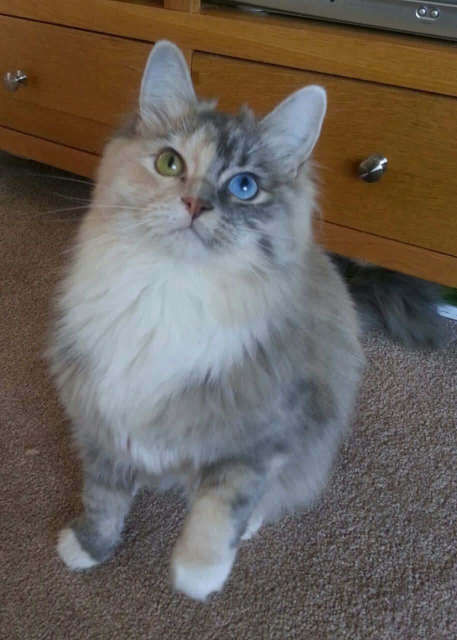 英超传奇瞬间：永远值得铭记的比赛片段，英超集锦2020-2021