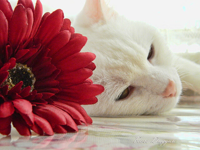 开云中国大陆-赛事安保力量升级，确保观众与球员安全，赛事安保方案